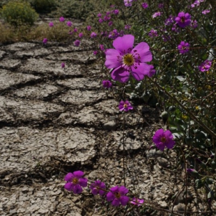 Cistanthe sp